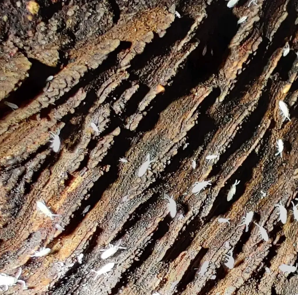 Coecobrya sp. Collemboles commun