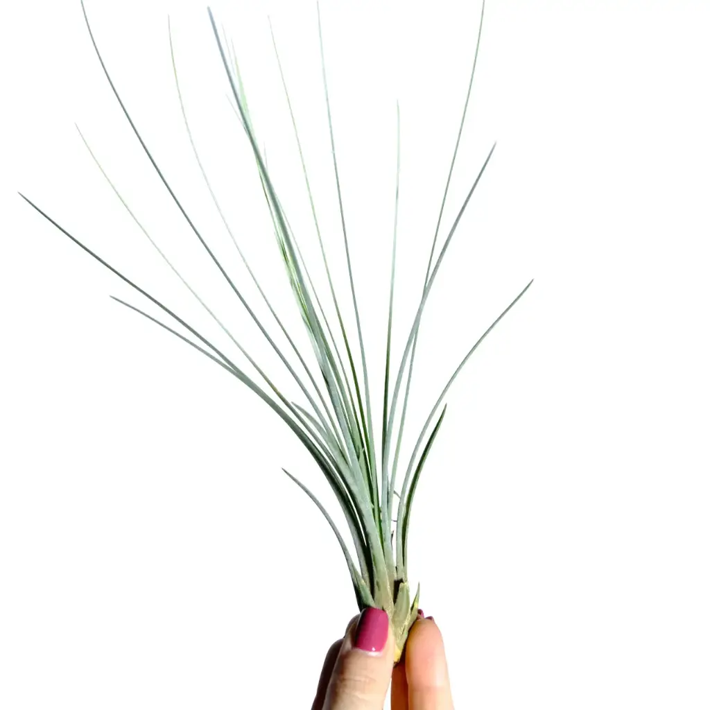 Tillandsia Juncea