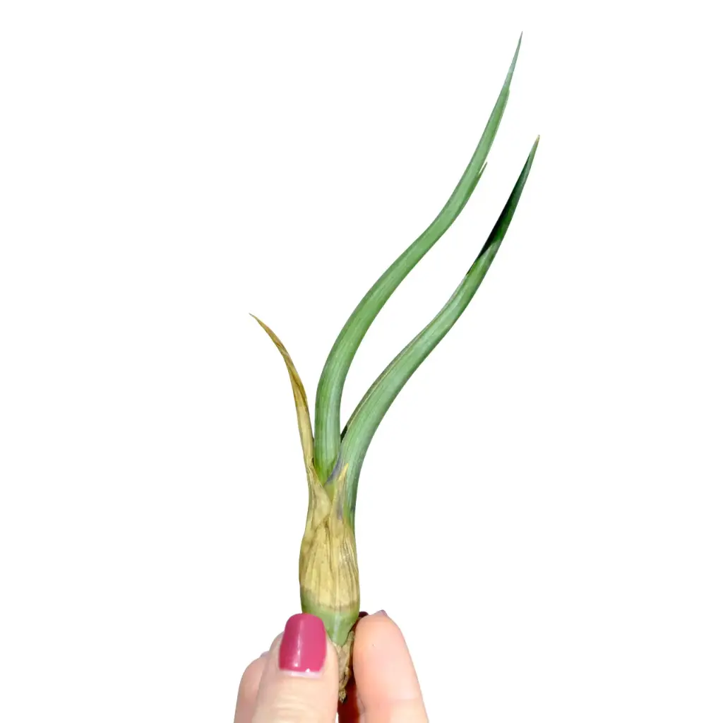 Plante : Tillandsia Caput Medusae