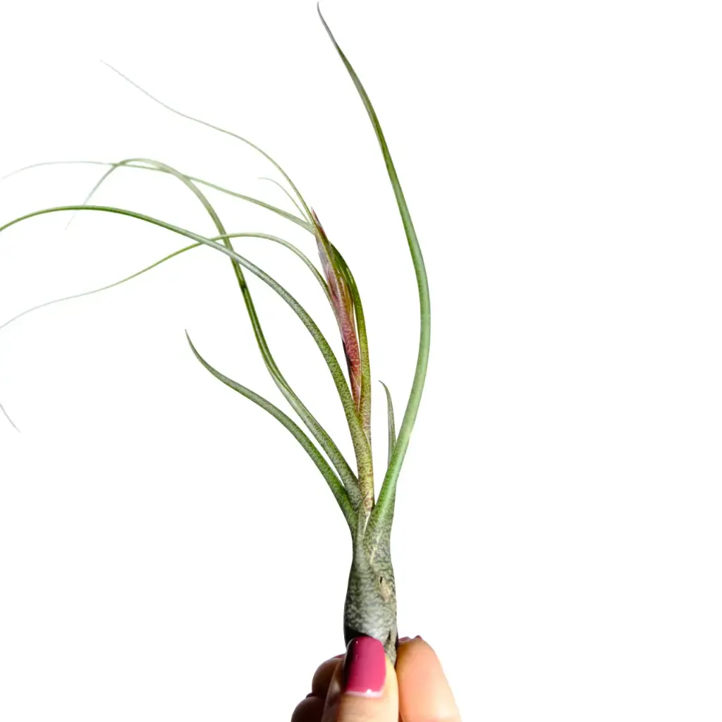 Plante : Tillandsia Butzii