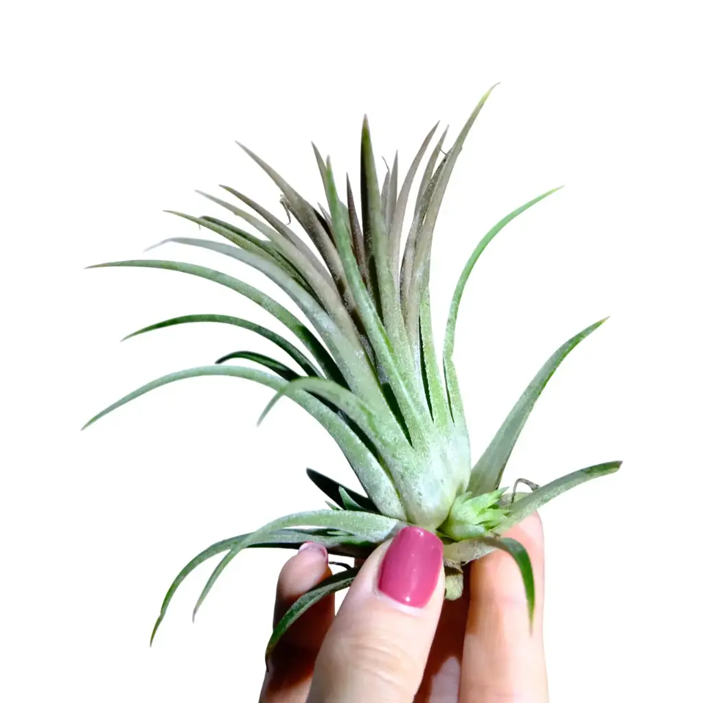 Tillandsia Ionantha Red Large