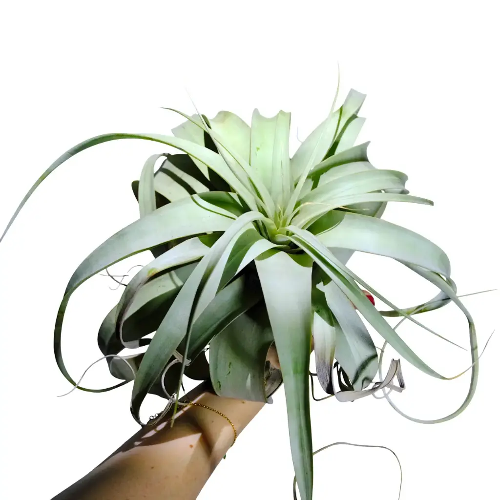 Tillandsia Xerographica GIGA Ø30cm