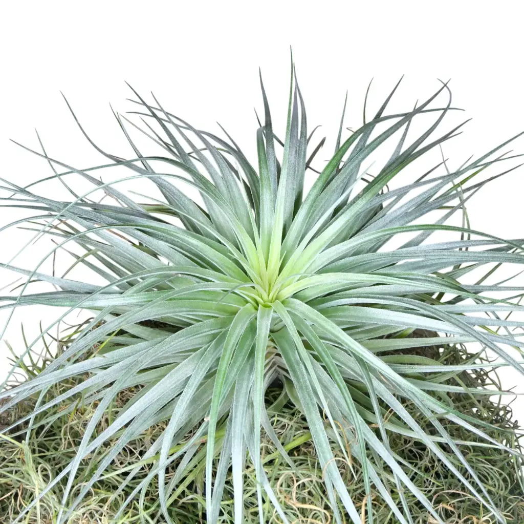 Tillandsia Silver GIGA Ø30cm