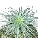 Tillandsia Silver GIGA Ø30cm