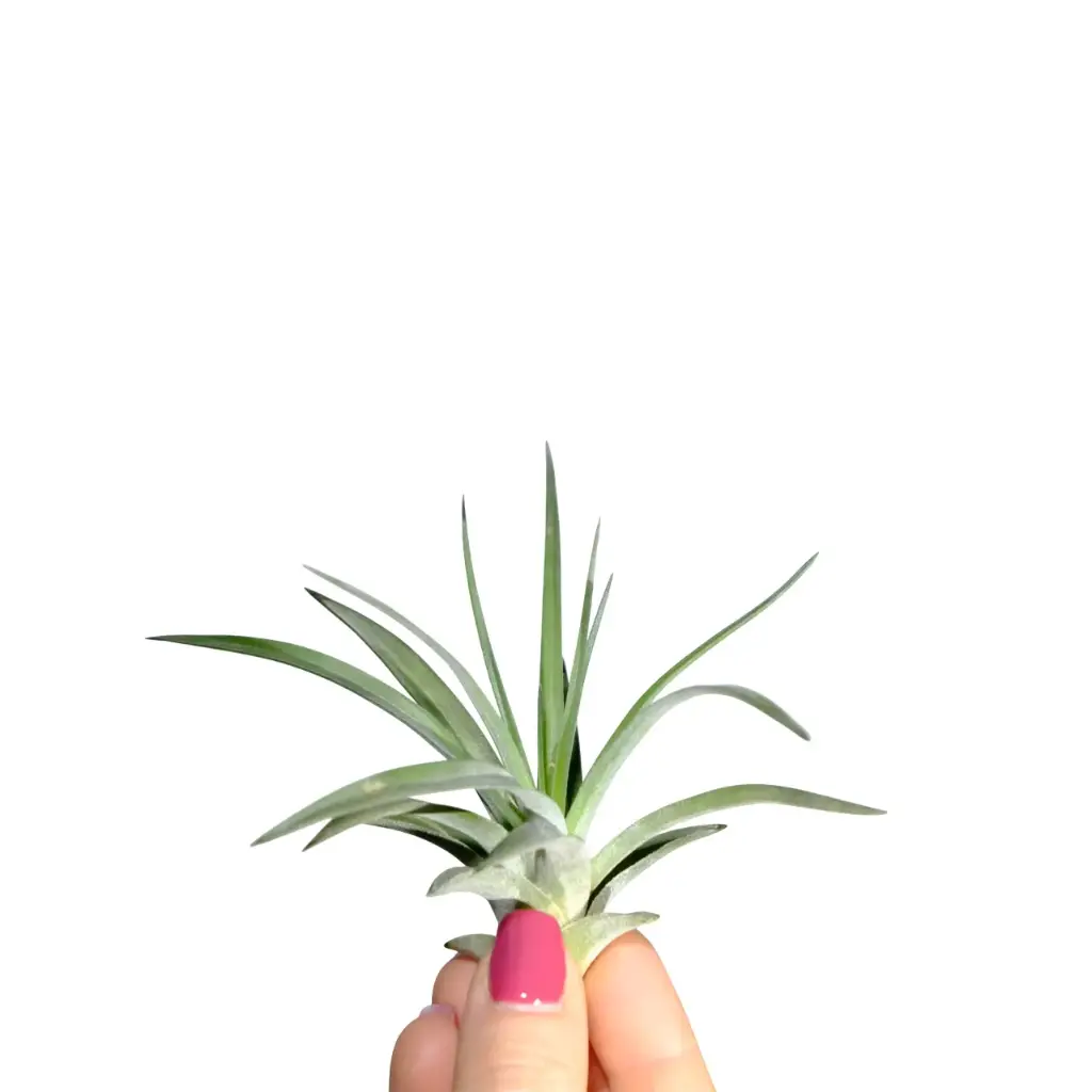 Plante : Tillandsia Abdita