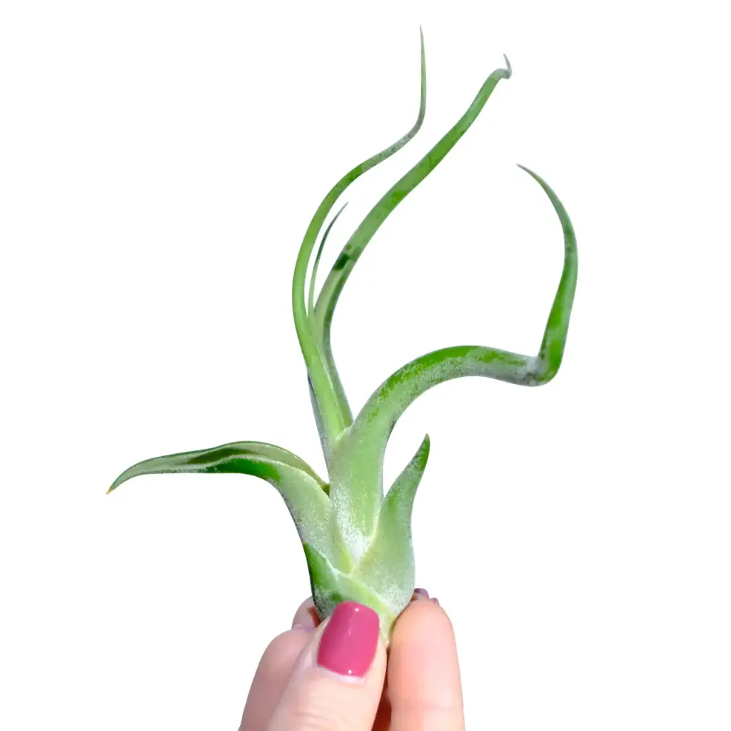 Plante : Tillandsia Caput medusae