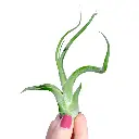 Tillandsia Caput-Medusae