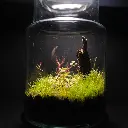 Kokedarium 3 : Deitanchi