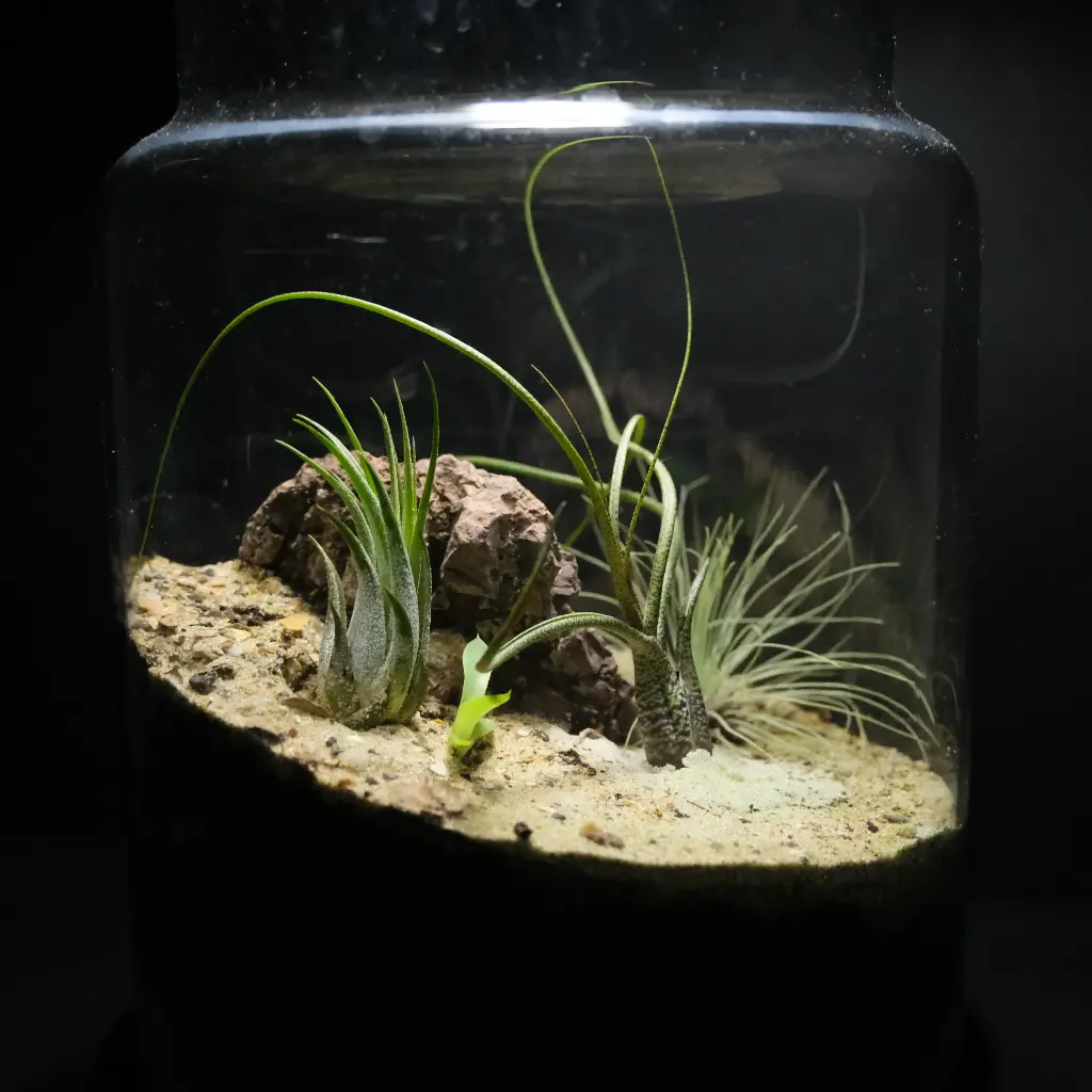 Kokedarium 8 : Fūsa