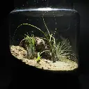 Kokedarium 8 : Fūsa