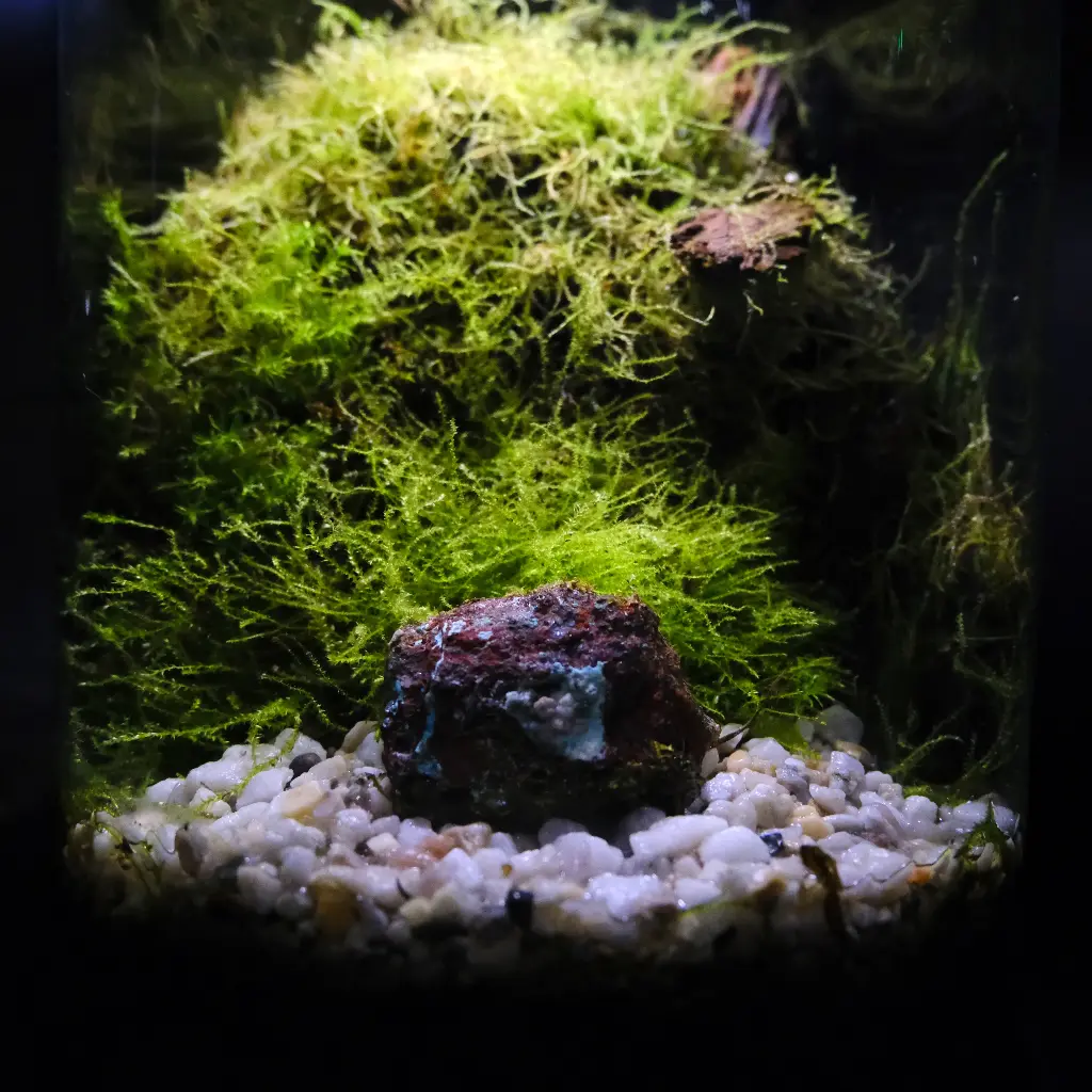 Kokedarium 9 : Ishi no Shizukesa