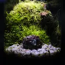 Kokedarium 9 : Ishi no Shizukesa