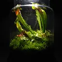 Kokedarium 10 : Hikari no Wana