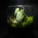 Kokedarium 7 : Shizuka na Koke
