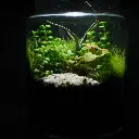 Kokedarium 35 : Midori no Sato
