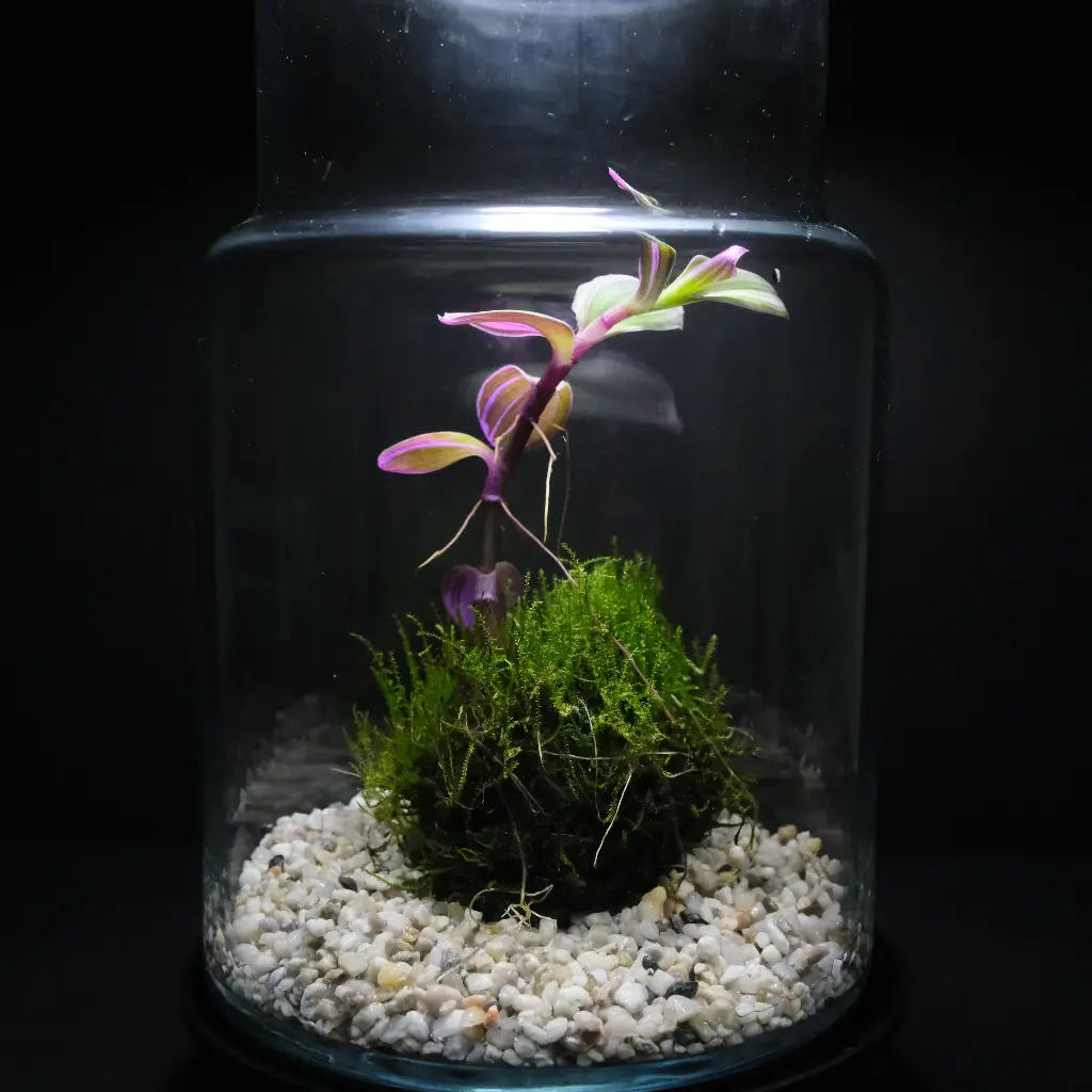 Kokedarium : Dama Tradescantia