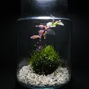Kokedarium : Dama Tradescantia