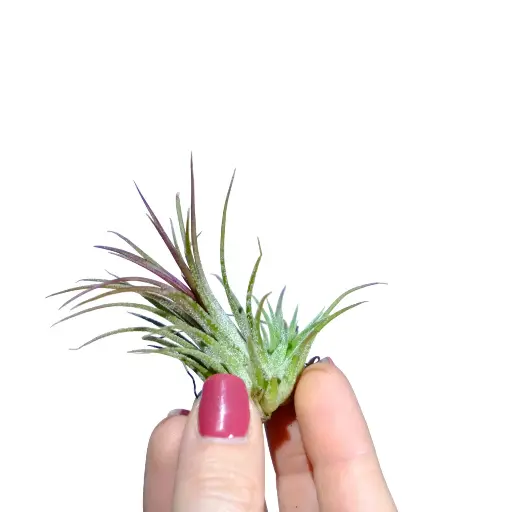 Tillandsia Ionantha Red
