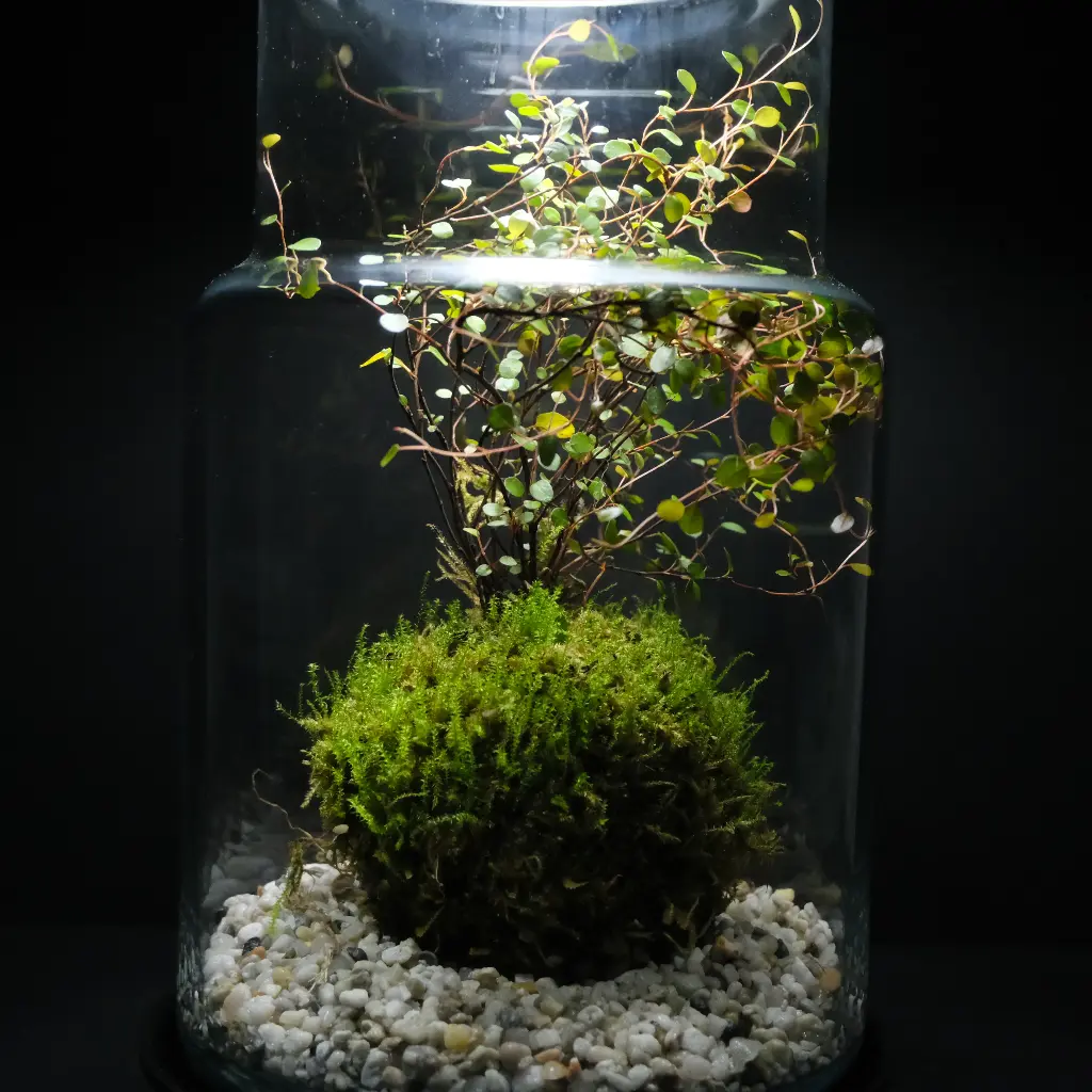 Kokedarium : Dama Ficus Repens