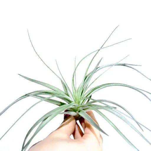 Tillandsia Silver