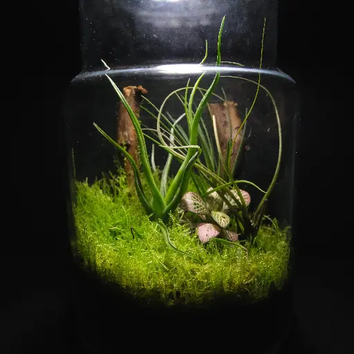 Kokedarium 36 : Yūgen