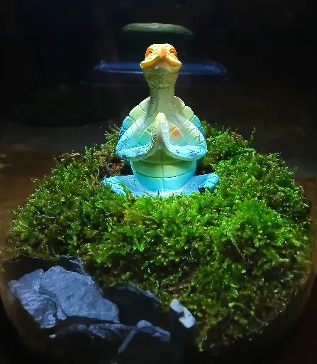 Turtle Peace