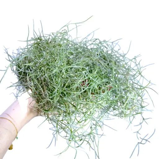 Tillandsia Usneoides