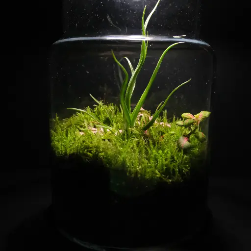 Kokedarium 5 : Shizen no Zen