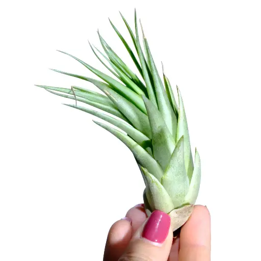 Tillandsia Capitata Peach Green