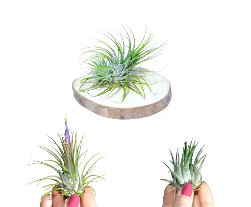 Pack Découverte : 3 Tillandsia Ionantha