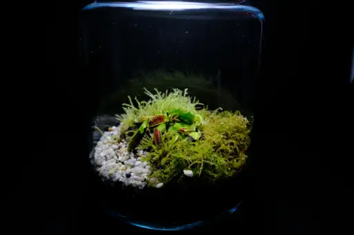 Carnivores - Dionaea muscipula jumbo