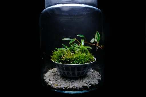 Kokedarium : Dama Mori