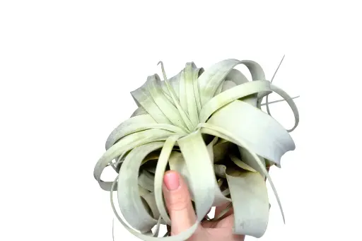 Tillandsia Xerographica ⌀15cm