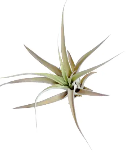 Tillandsia Capitata Peach Red