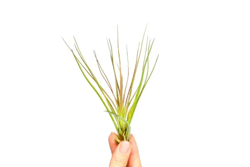 Tillandsia Melanocrater Red