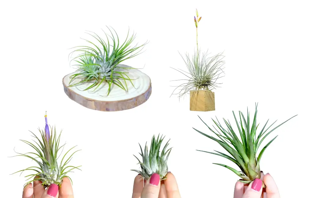 Pack Découverte : 5 Tillandsia
