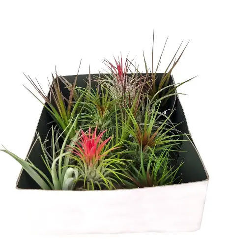 Pack Tillandsia Super Mix (20 pcs)