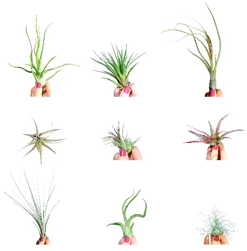 Pack Découverte : 9 Tillandsia