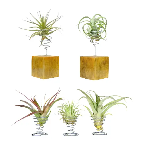 Pack Découverte : 5 Tillandsia avec Portoirs