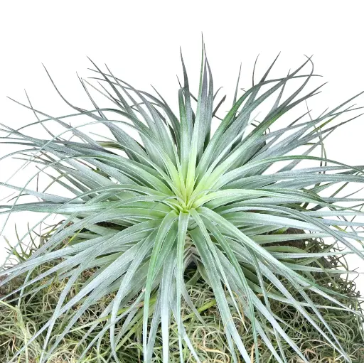 Tillandsia Silver GIGA Ø25cm