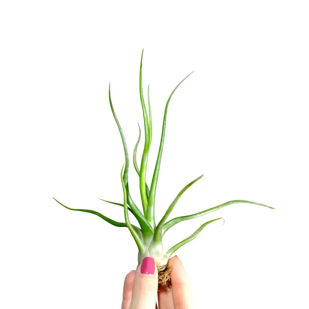 Tillandsia Bulbosa