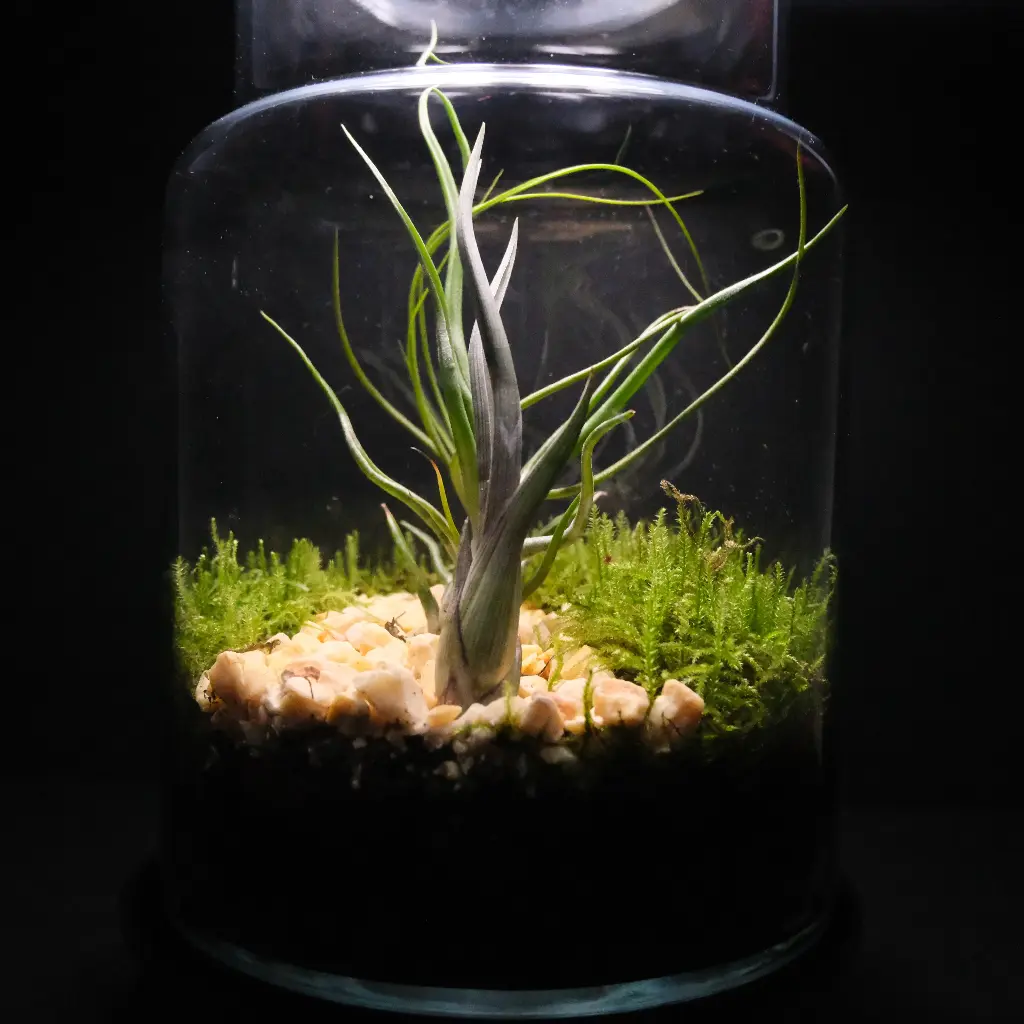 Kokedarium 1 : Kuki