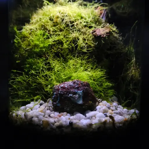 Kokedarium 9 : Ishi no Shizukesa