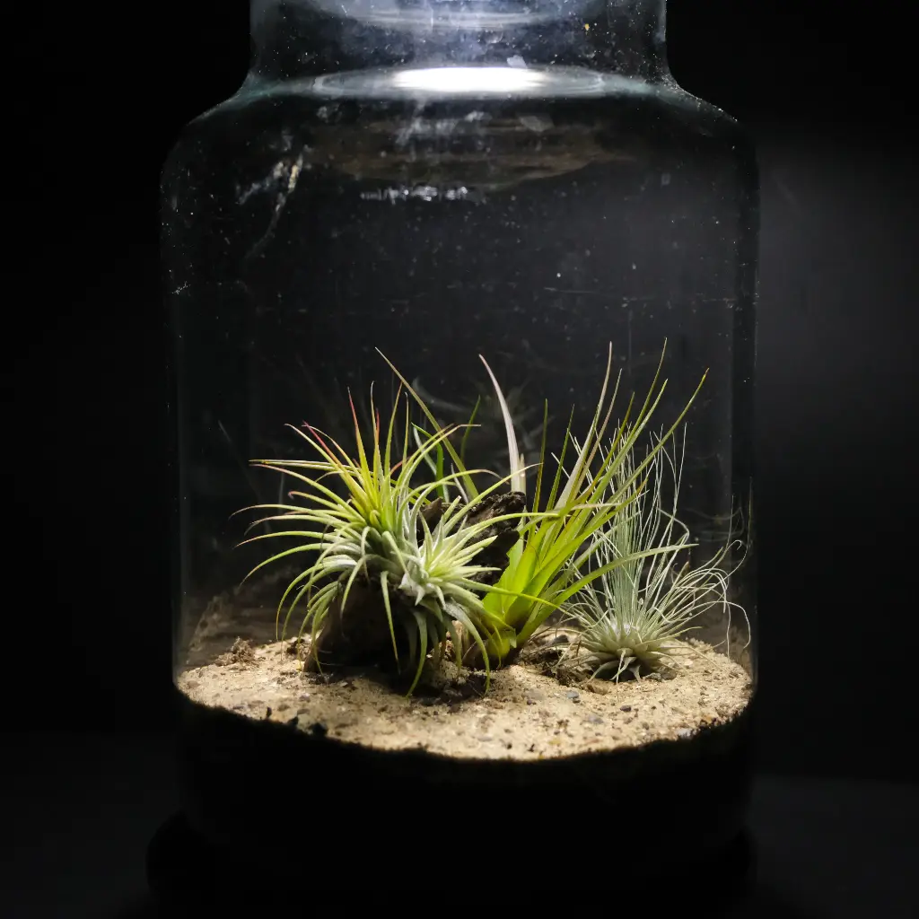 Kokedarium 25 : Sabaku